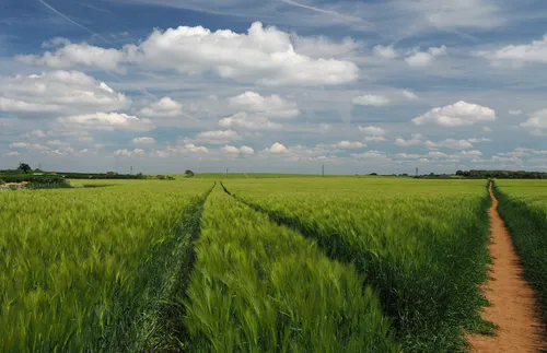 This landscape photograph features a rural scene where two distinct paths diverge through expansive fields of wheat crops, characteristic of agricultural areas during the summer season. Taken in the early afternoon, the image showcases tramlines cutting deep into the vibrant green wheat, guiding the eye toward the horizon. Power lines can be seen stretching across the open fields, adding a touch of modern infrastructure to the rural setting. The photograph highlights the importance of agriculture and the growth of crops such as wheat during summer, emphasizing both the tramlines and the various paths traversing this picturesque countryside.